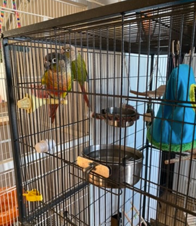 Two Conure Parrots - Only $450 in Birds for Rehoming in Calgary - Image 5