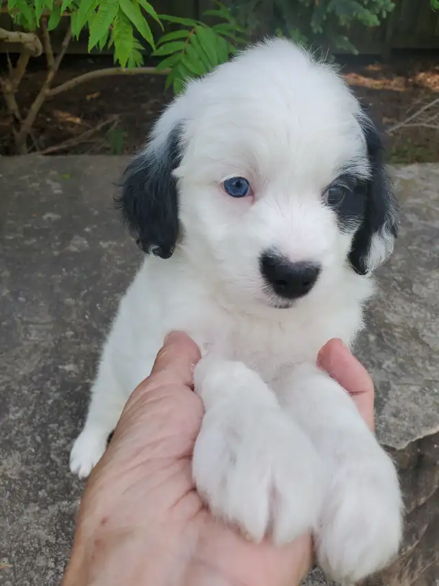Miniature Bernedoodle in Dogs & Puppies for Rehoming in Oshawa / Durham Region - Image 4