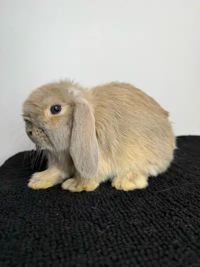Holland lop girls , View more