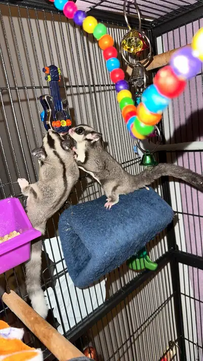 Breeing pair of Sugar Gliders with Cage, View more