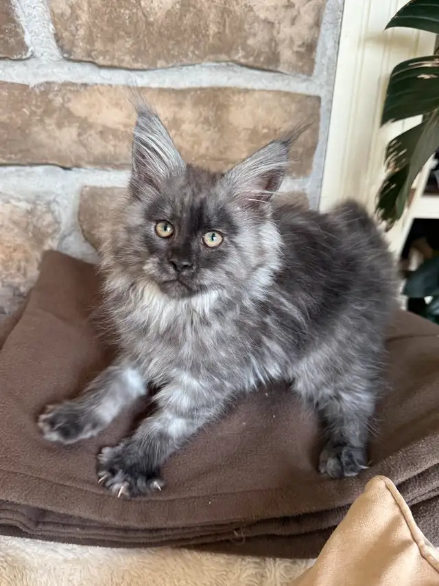 Chaton Maine Coon enregistré Tica extrêmement affectueux in Cats & Kittens for Rehoming in Québec City - Image 11