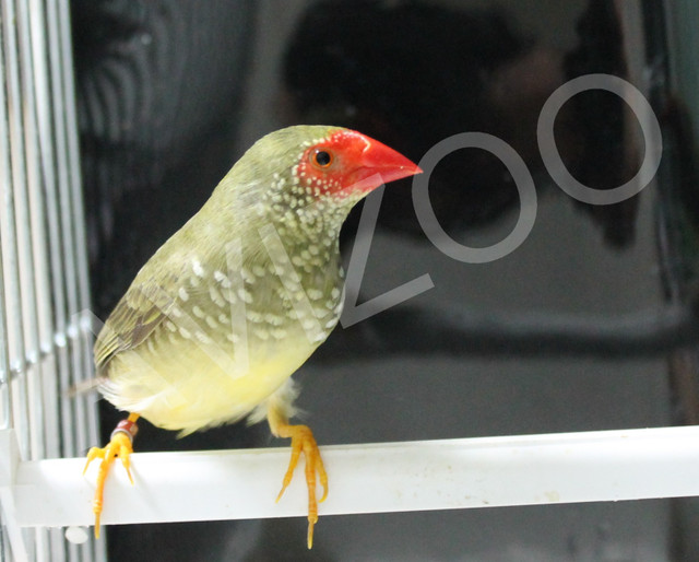 DIAMANT RUFICAUDA COUPLE DISPONIBLE dans Oiseaux à adopter  à Ville de Montréal - Image 2