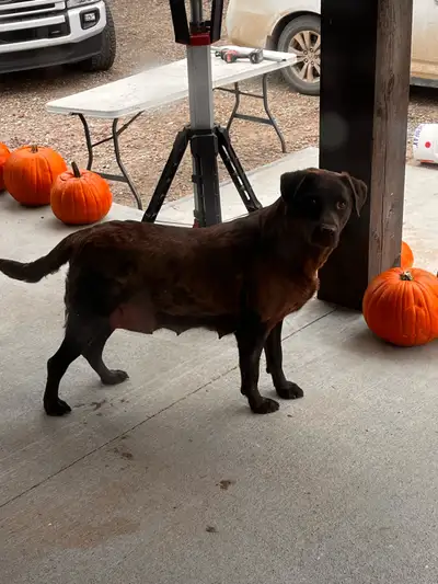 Purebred Chocolate Lab - 5 years old, View more