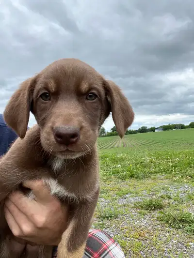 5  Siberian husky/german short haired pointer pups available now, View more