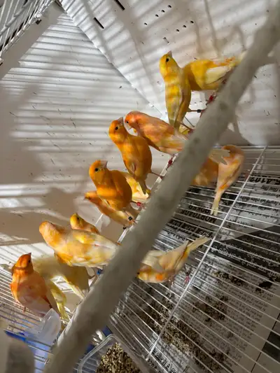 Canaries For Sale, View more