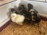 1 week old chicks 