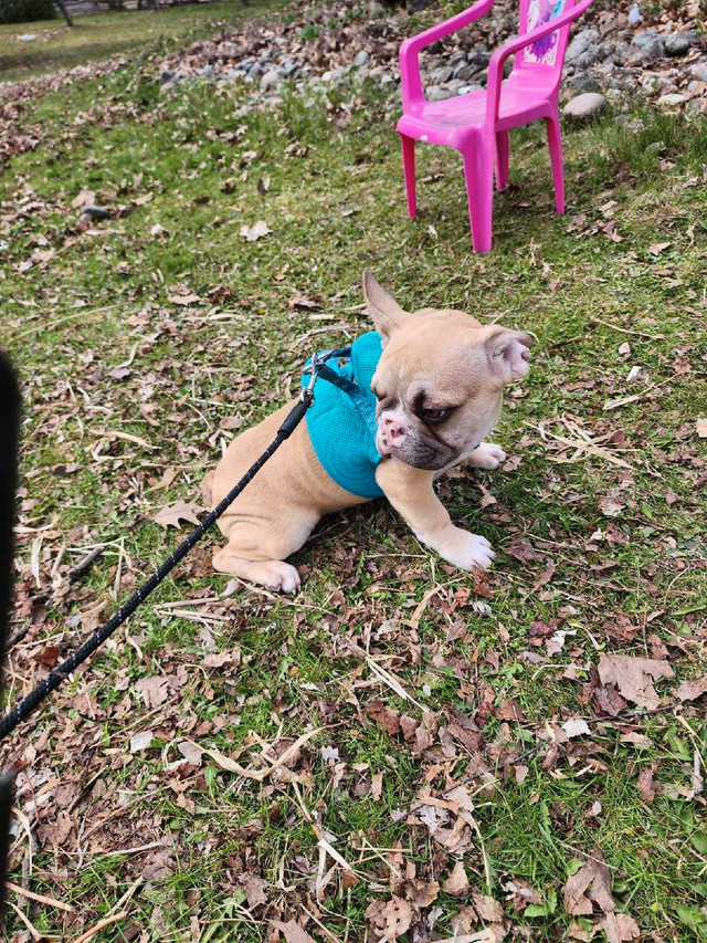 French Bulldog Puppies  in Dogs & Puppies for Rehoming in Oakville / Halton Region