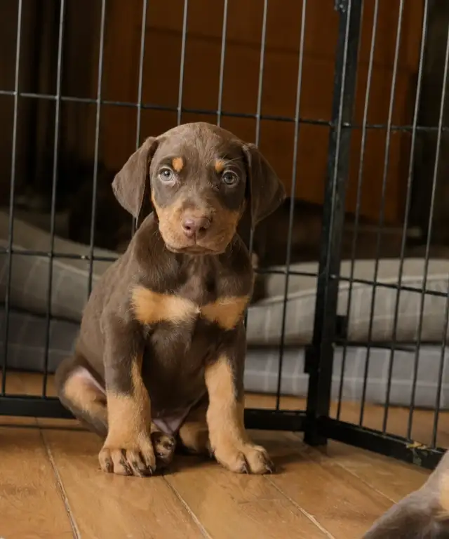 RED MALE DOBERMAN ONLY 3 LEFT in Dogs & Puppies for Rehoming in Calgary - Image 3