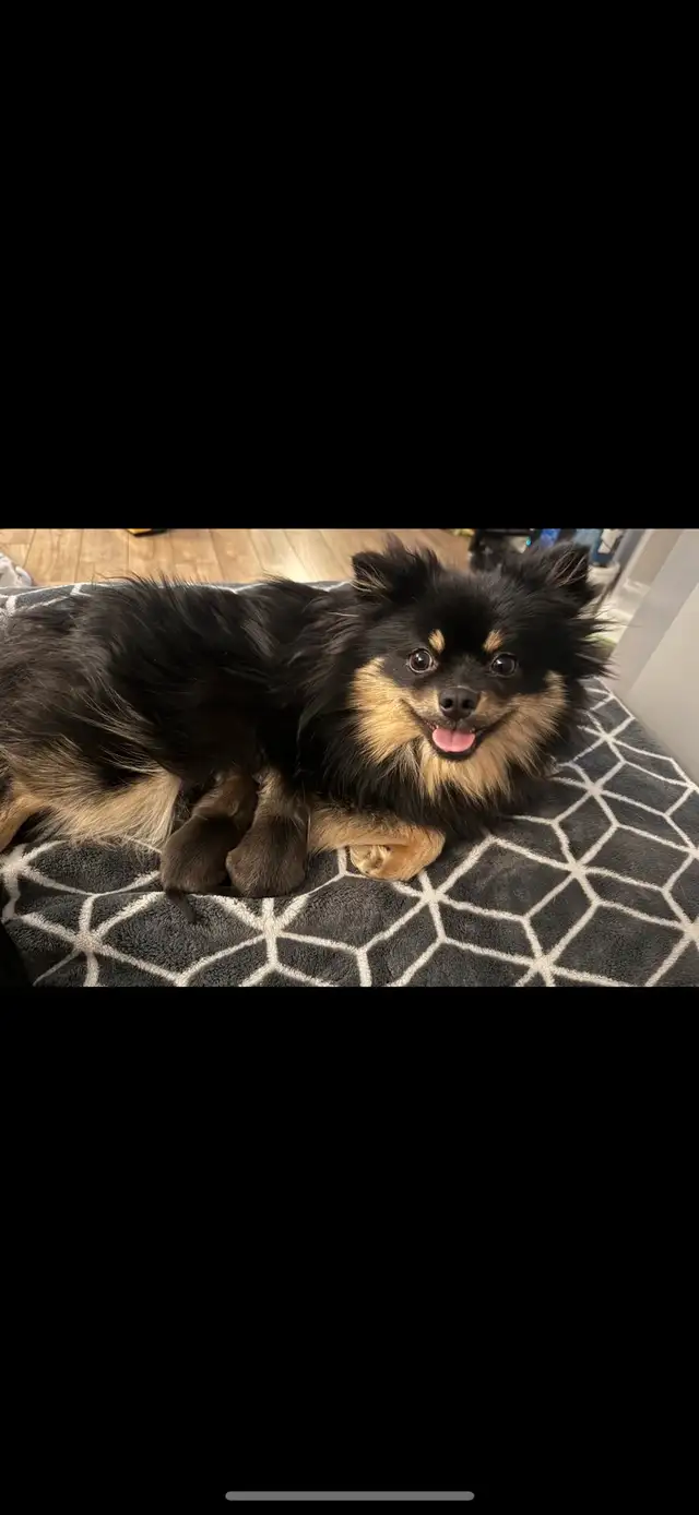 Pomeranian puppies 2boys in Dogs & Puppies for Rehoming in Grande Prairie - Image 8