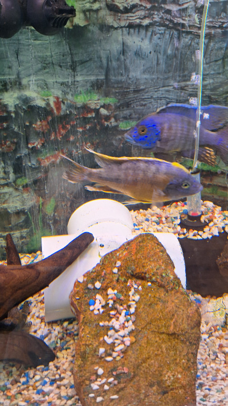 Africain cichlids, and other in Fish for Rehoming in Gatineau - Image 2