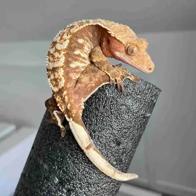 Female Crested Gecko, View more