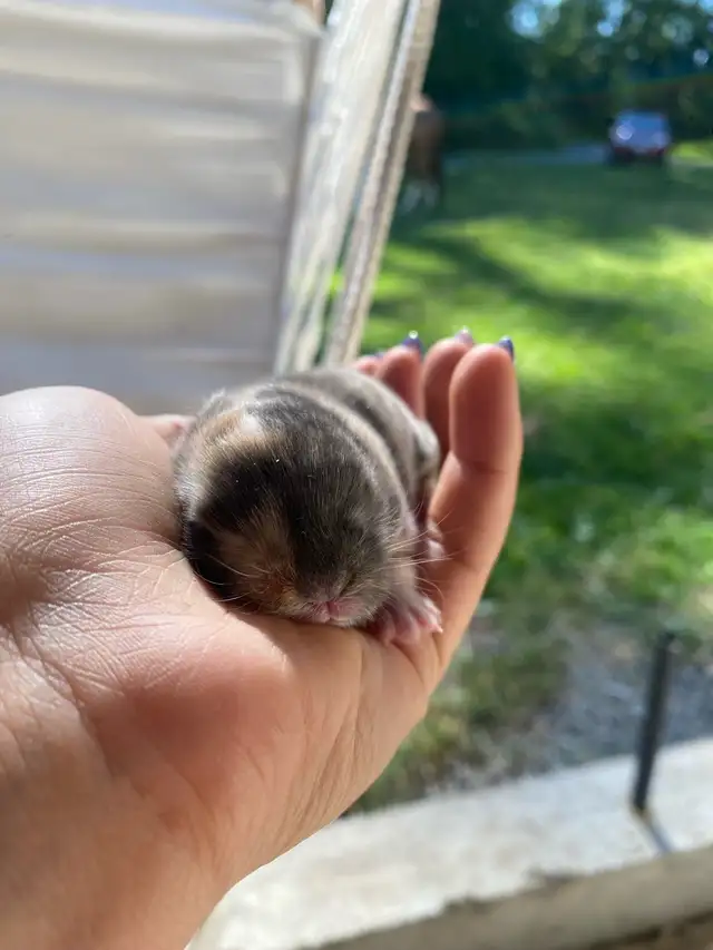 Holland lop baby bunnies✨ in Small Animals for Rehoming in Delta/Surrey/Langley - Image 10