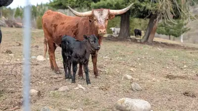 Cow Calf pairs Corriente/Longhorn, View more