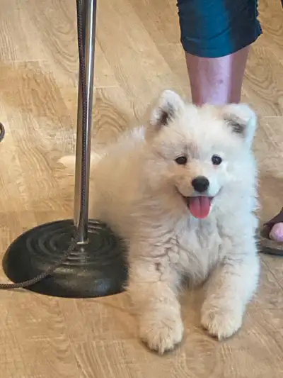 Samoyed female puppy, View more