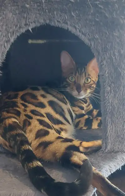Beautiful Purebred Bengal Kittens$650-$1250, View more