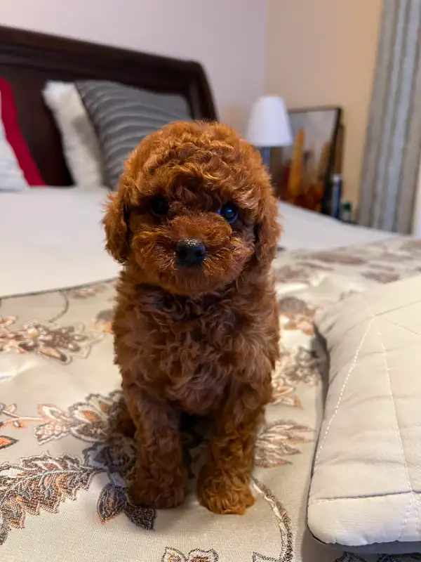 red toy poodle puppies boy and girl in Dogs & Puppies for Rehoming in City of Toronto - Image 4
