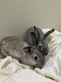 3 Male Bunnies Rehoming