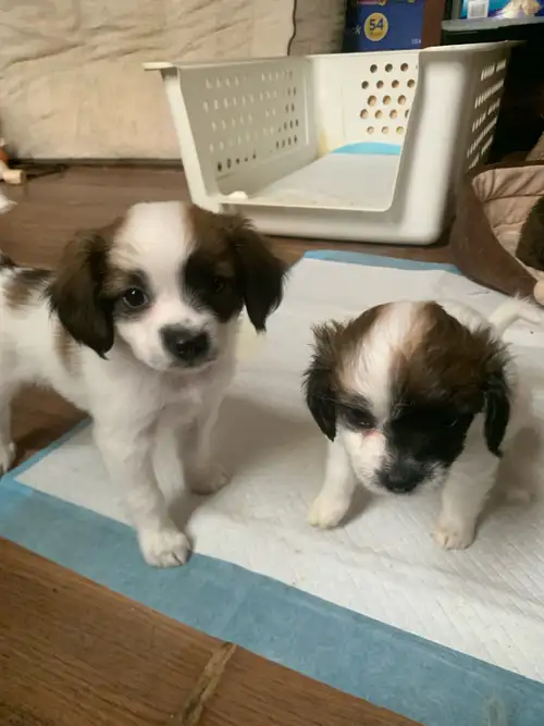 Hello I have 3 Puppies for rehoming Shih tzu Chihuahua's two Girls one boy all puppies have been see...