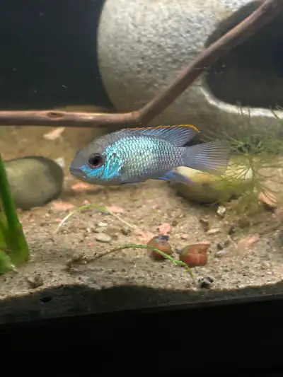 Acaras, Leopard Sailfin Pleco, Dwarf Honey Gourami, View more