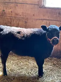 Low Line Angus Calf For Sale