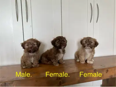 Shichon Puppies Available!  Shih-Tzu crossed with Bichon Frise!, View more