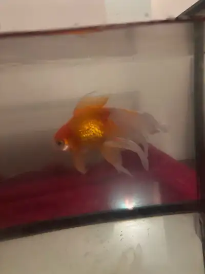 4.5” ryukin goldfish and 2” fancy goldfish , View more