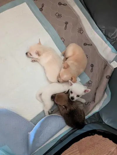 Adorable Pomchi Puppy Looking for Her Forever Home, View more