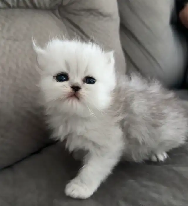 chaton persan pure race in Cats & Kittens for Rehoming in Laval / North Shore - Image 6