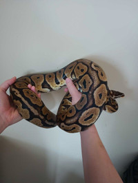 Ball python for sale with cage 