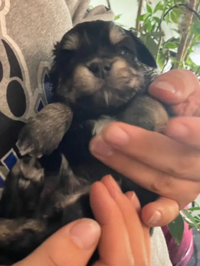 CKC registered Havanese in Dogs & Puppies for Rehoming in Thunder Bay - Image 4