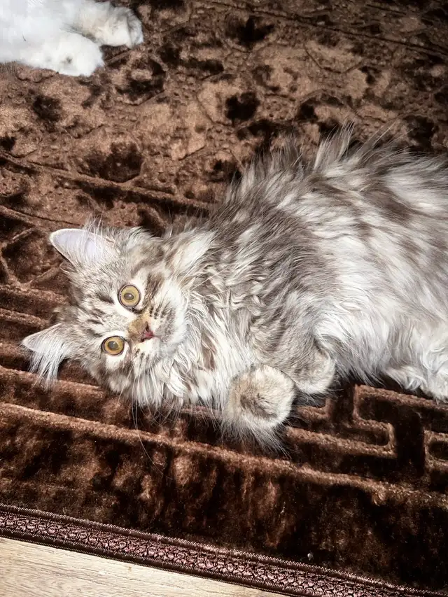 2 female kittens NEGOCIABLE in Cats & Kittens for Rehoming in Laval / North Shore - Image 5