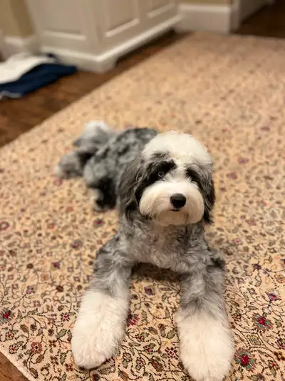 1 year old trained Sheepadoodle, View more