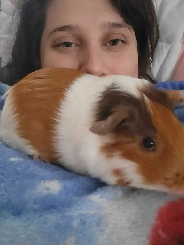 cochon d'inde  in Small Animals for Rehoming in Gatineau - Image 3