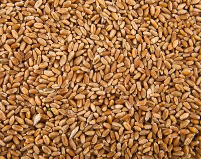 BAGGED WHEAT FOR SALE, View more