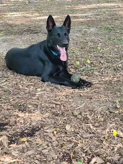 2 year old Czech German Shepherd female, View more