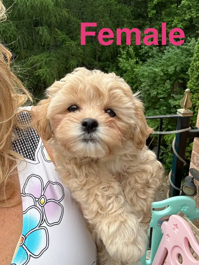Toy Poodle/Shihpoo  in Dogs & Puppies for Rehoming in Markham / York Region - Image 7