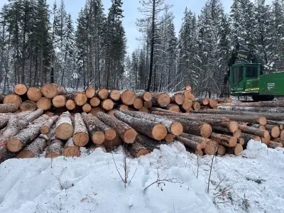 Logging contractor available for private property.250-398-0641.