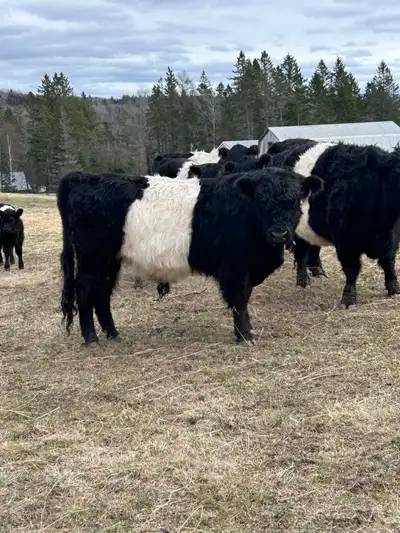 Pure bred belted Galloway bull, View more