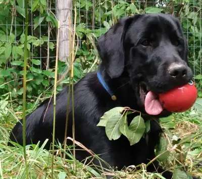 Bonjour, j’offre mes services de promenade pour chiens dans la région de Sherbrooke. Service adapté...