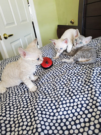 Devon Rex kittens Lilac-2 male and 1 female- VIDEO