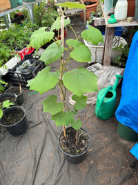 Concord Grape Vine Tree Plants