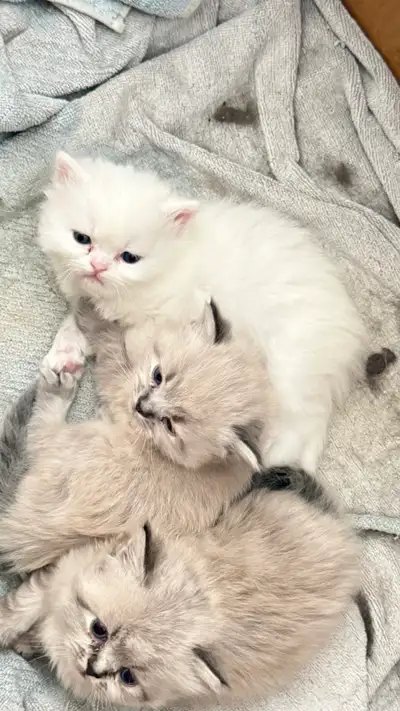 Himalayan and Persian Kittens, View more