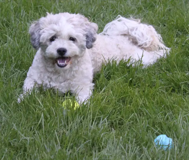 Tiny Teddys | Teddy Bear Puppy • Zuchon Shichon Shih-Tzu Bichon in Dogs & Puppies for Rehoming in North Shore - Image 8