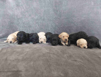 F1 Goldendoodle Puppies 