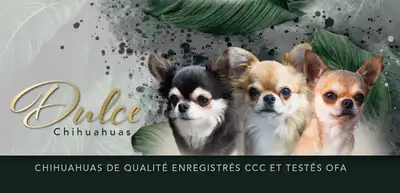 Retraités d'élevage Enregistré CKC, View more