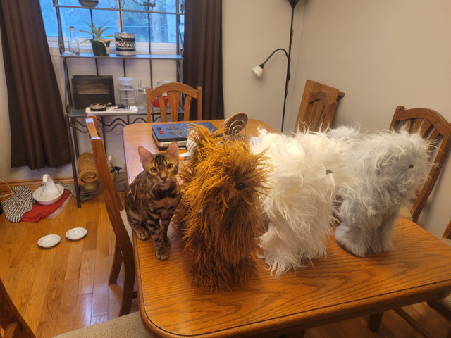 FREE !!!  3 dog grooming dolls in Animal & Pet Services in Markham / York Region