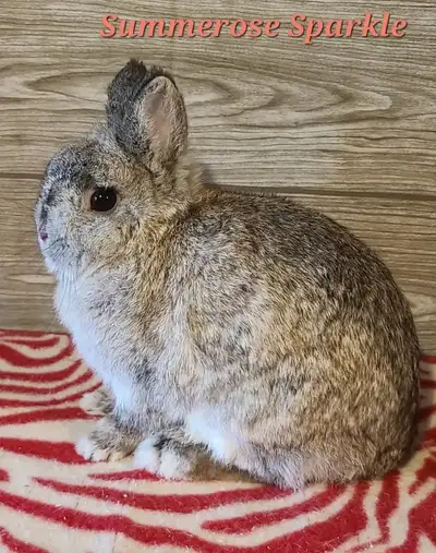Netherland Dwarf doe Litter trained Dob August 2, 2023 Proven excellent mother No cage Meet for pick...