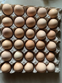 Organic farm fresh Eggs 