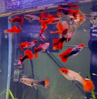 Koi & Tuxedo Guppies (Buy 5 get 1 FREE), View more
