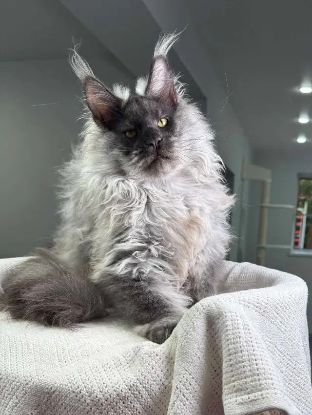 NIGHTHAWK- SHOWSTOPPER BLACK SMOKE MAINE COON male PET, FIXED